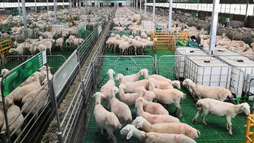 庆阳市网红羊会长,羊群中的“领头羊”，引领乡村振兴新风尚